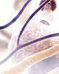 Multiple Sclerosis Pro Website :: Client: Bayer HealthCare Pharmaceuticals